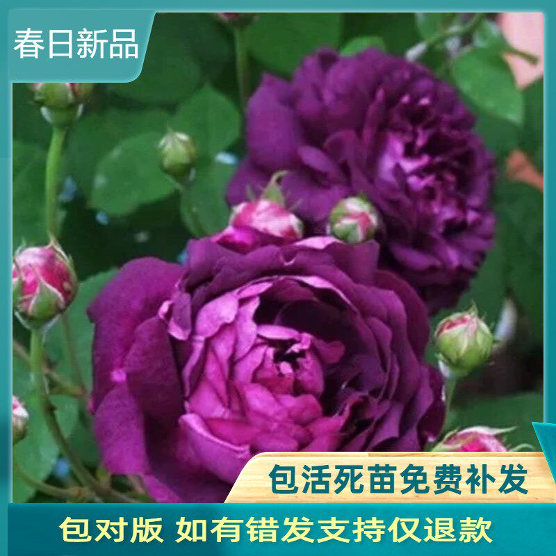 比利时大花浓香月季花苗蓝紫浓香玫瑰阳台花园花卉绿植盆栽密涅瓦