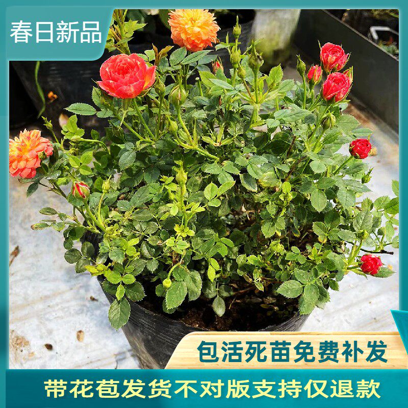 躲躲藏藏捉迷藏月季 微型阳台庭院绿植 盆栽条纹复色开花性好推荐
