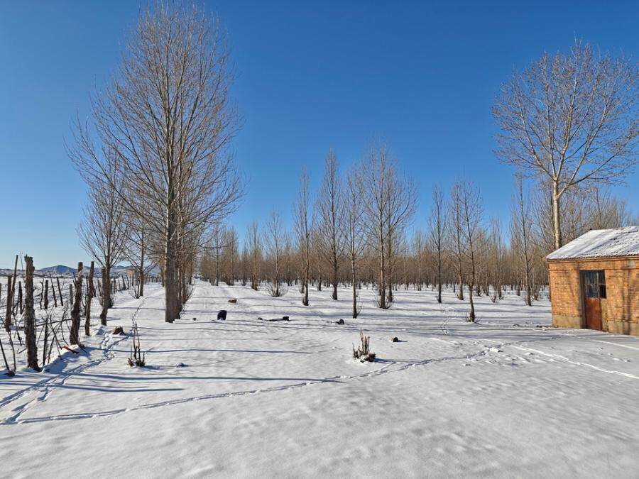 3月24日赤峰市查干沐沦苏木250亩林地及20亩林地网络拍卖公告