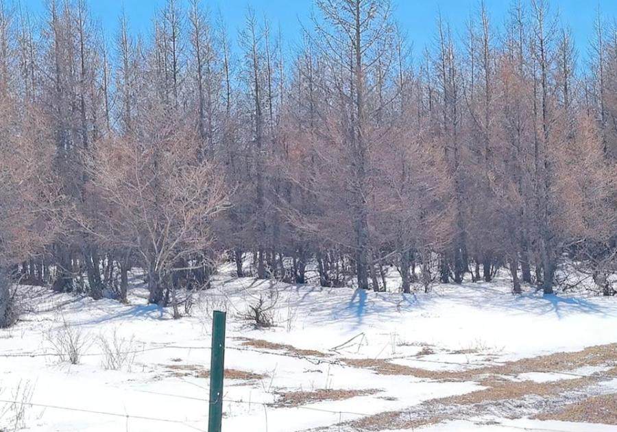 内蒙古自治区锡林郭勒盟西乌旗迪彦林场落叶松林