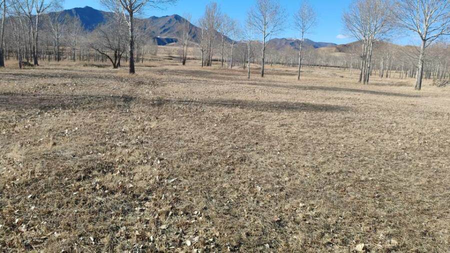 巴林右旗查干沐沦苏木250亩林地及20亩林地