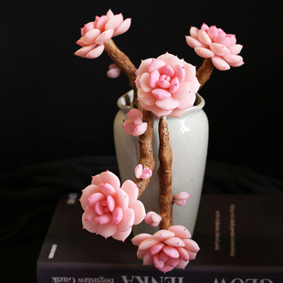 树脂黏土多肉植物老桩白茶手工仿真永生花创意装饰趣味桌面摆件