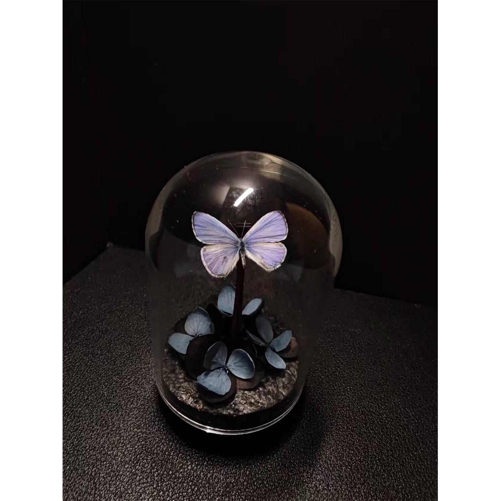 紫灰蝶标本玻璃罩迷你飞行的宝石小众收藏礼物艺术小灰真蝴蝶摆件