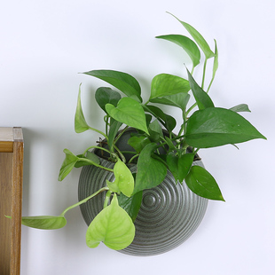 水培壁挂花盆陶瓷无孔创意阳台垂吊绿萝悬挂式 饰 多肉盆景挂墙壁装