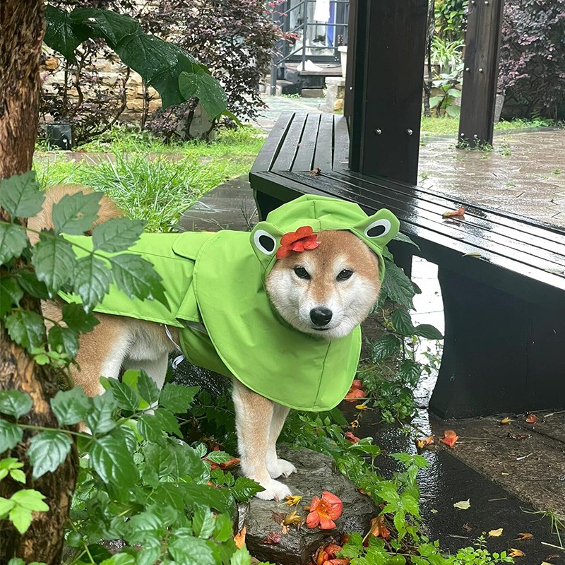 狗狗连帽雨衣四脚防水全包小型犬斗篷式雨披泰迪柯基柴犬宠物衣服