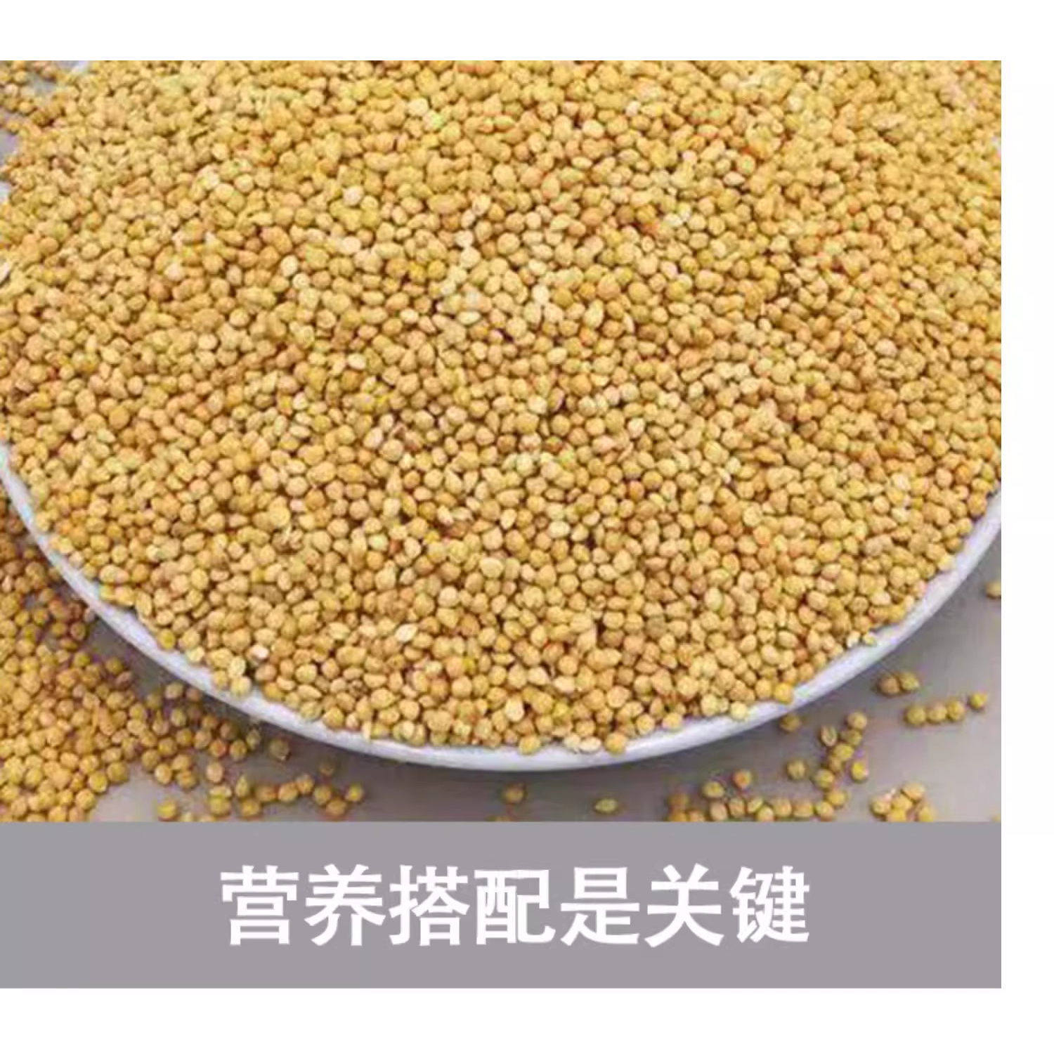 牧食倾鹦鹉专用黄谷子