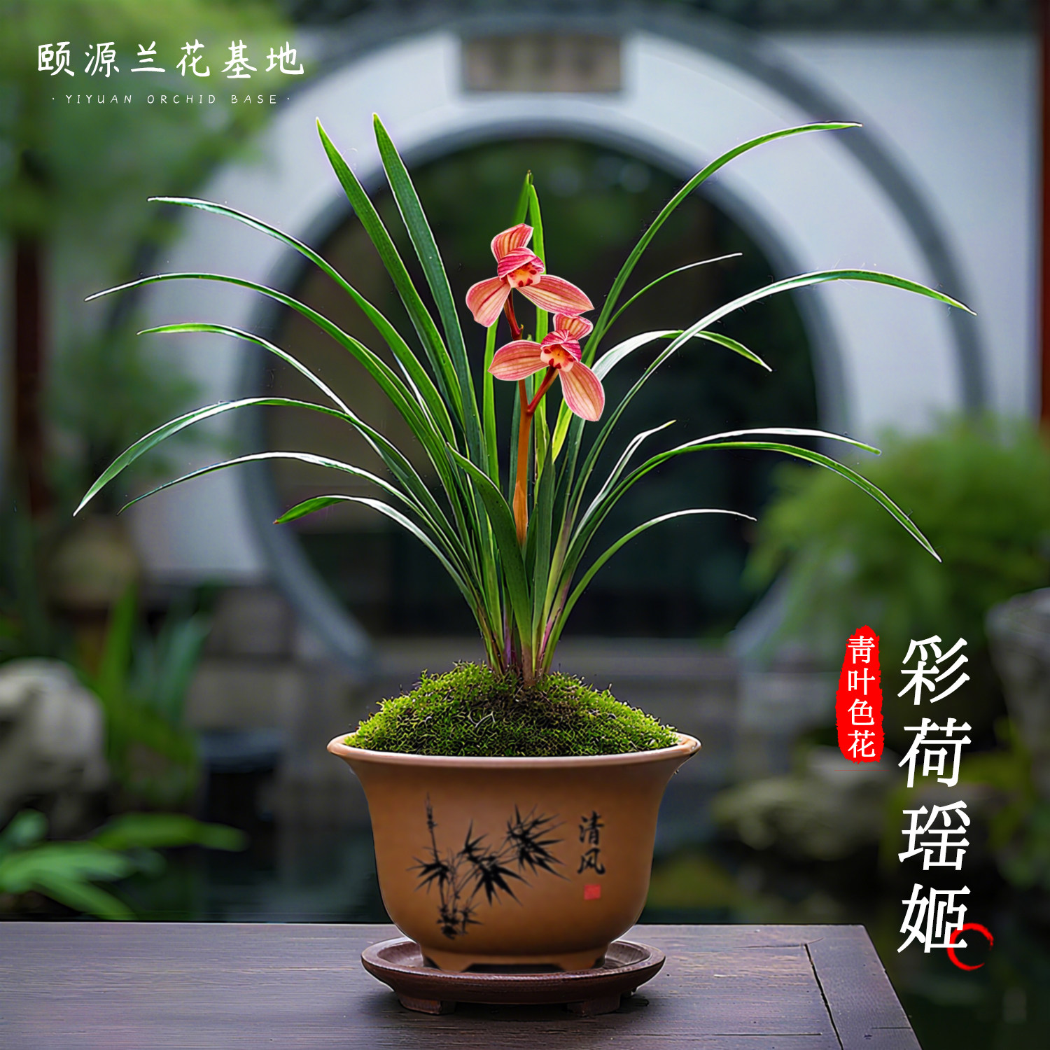 建兰彩荷瑶姬兰花苗春带花苞室内新宋梅浓香青叶色花好养盆栽花卉