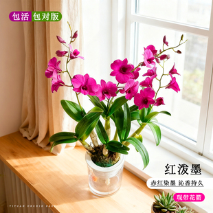 水培香水红泼墨石斛兰盆栽带花苞四季开花名贵兰花苗客厅花卉绿植