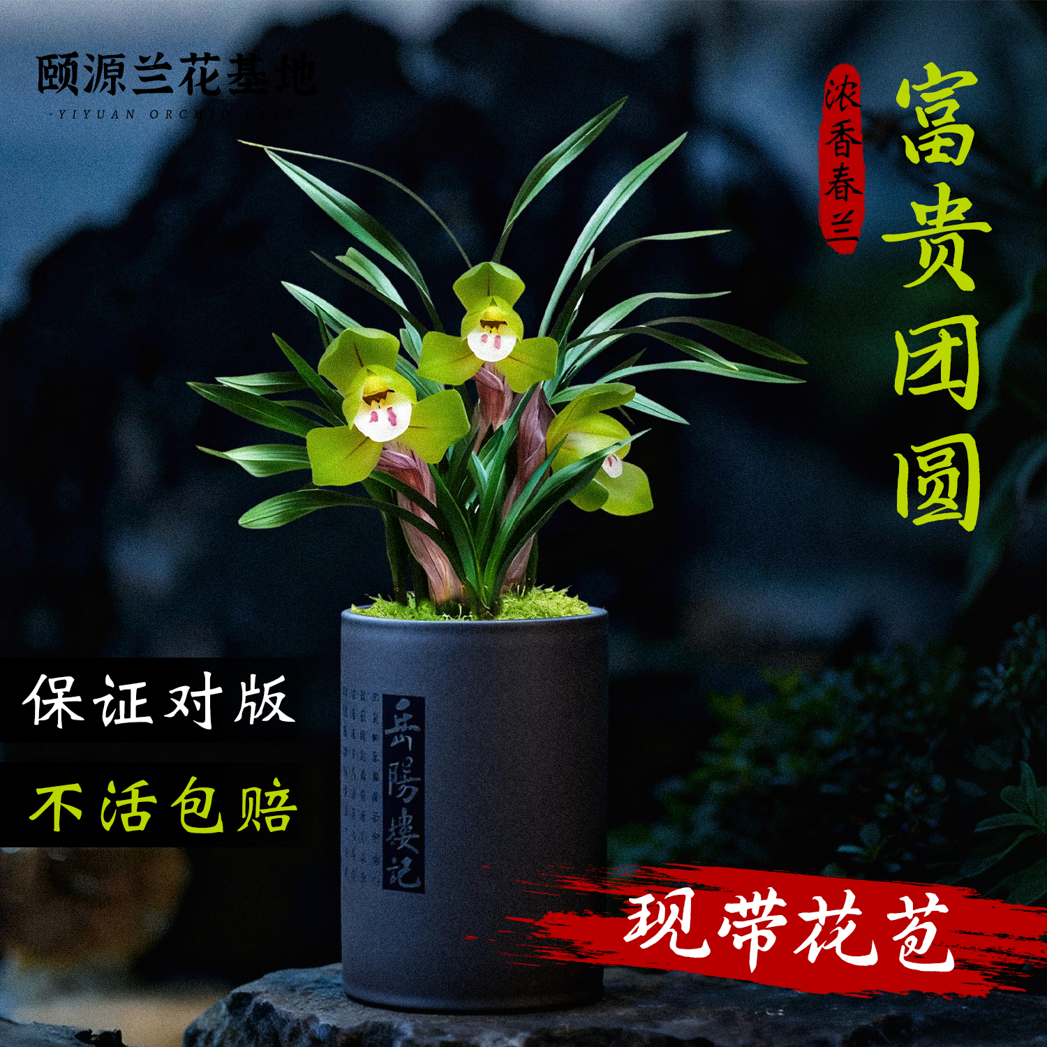 名贵春兰浓香兰花带花苞老种兰草