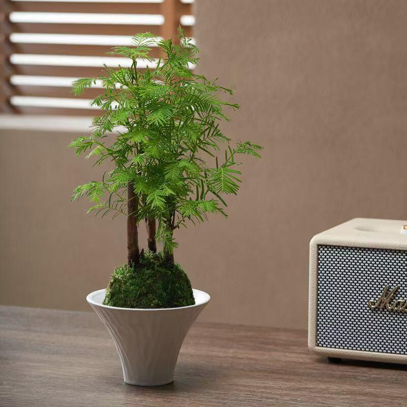水杉苔藓球盆景室内茶室书房办公桌面好养植物观赏落羽杉净化空气