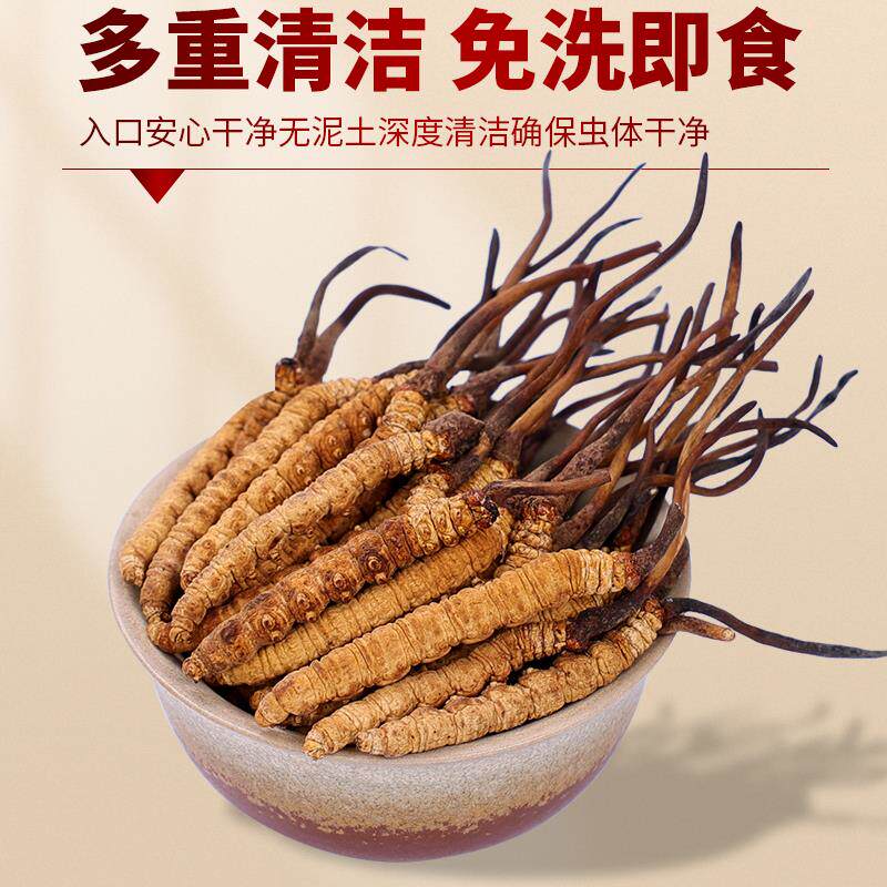 正宗甘孜藏区高海拔高品质虫草断草头期虫草非西藏那曲冬虫夏草