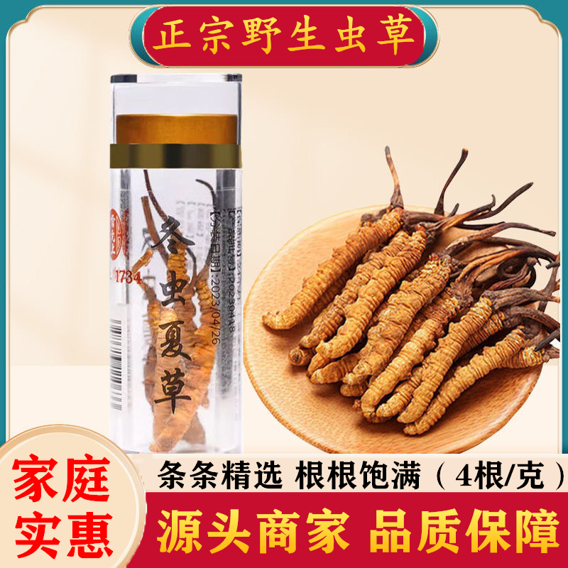 正宗甘孜藏区高海拔野生虫草断草头期虫草非西藏那曲冬虫夏草