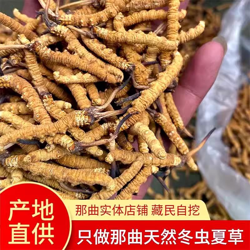 小黄芽精品头期青海玉树冬虫夏草野生虫草西藏那曲正宗干无断
