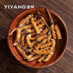 【24年干虫草断草】干冬虫夏草断草西藏那曲比如县头茬干虫草