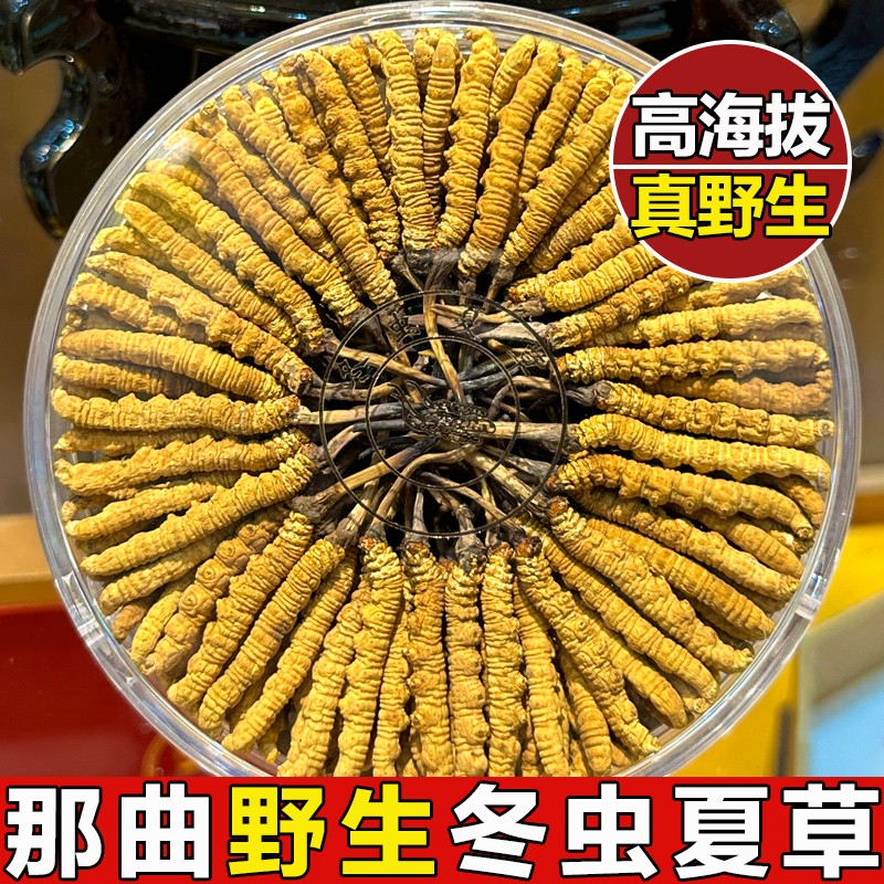 那曲虫草3根1克 正宗西藏那曲冬虫夏草朱氏冬虫草干品10克30-32条