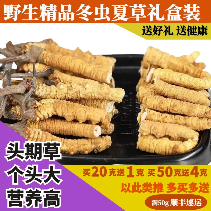 野生虫草冬虫夏草断草正宗头期虫草非西藏那曲自吃泡酒送礼装