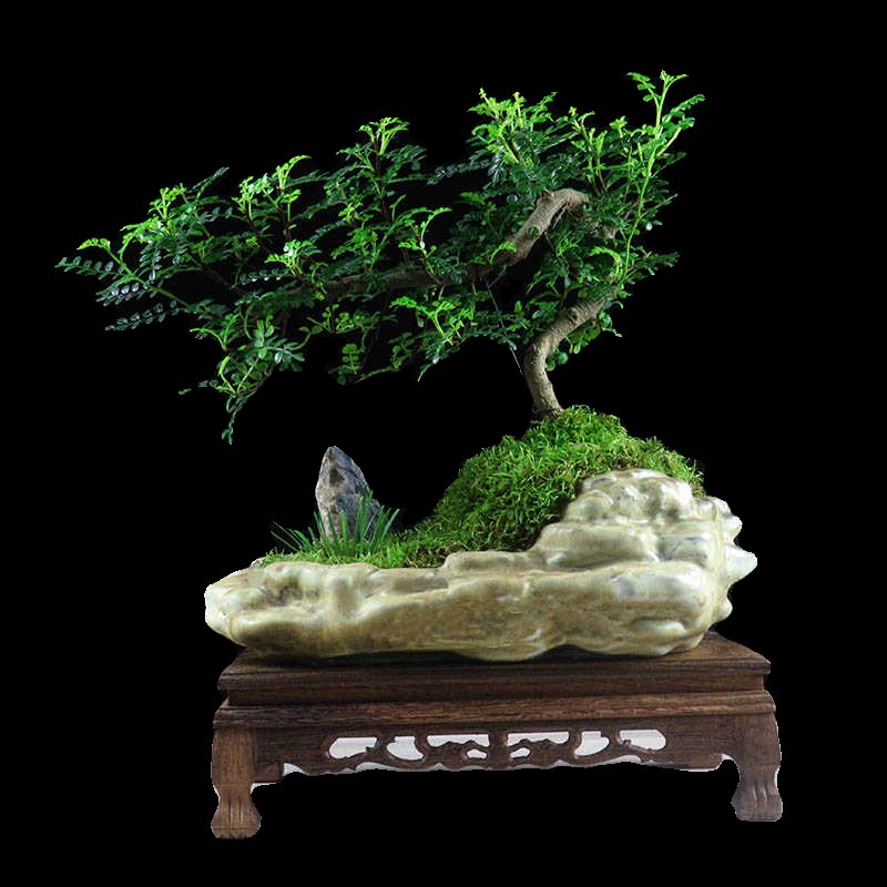 清香木盆景老桩胡椒木悬崖造型树桩山水假山植物室内桌面绿植盆栽