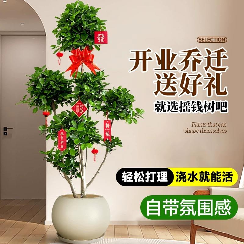 摇钱树盆栽金钱榕办公室大型发财树乔迁之喜室内客厅绿植招财榕树
