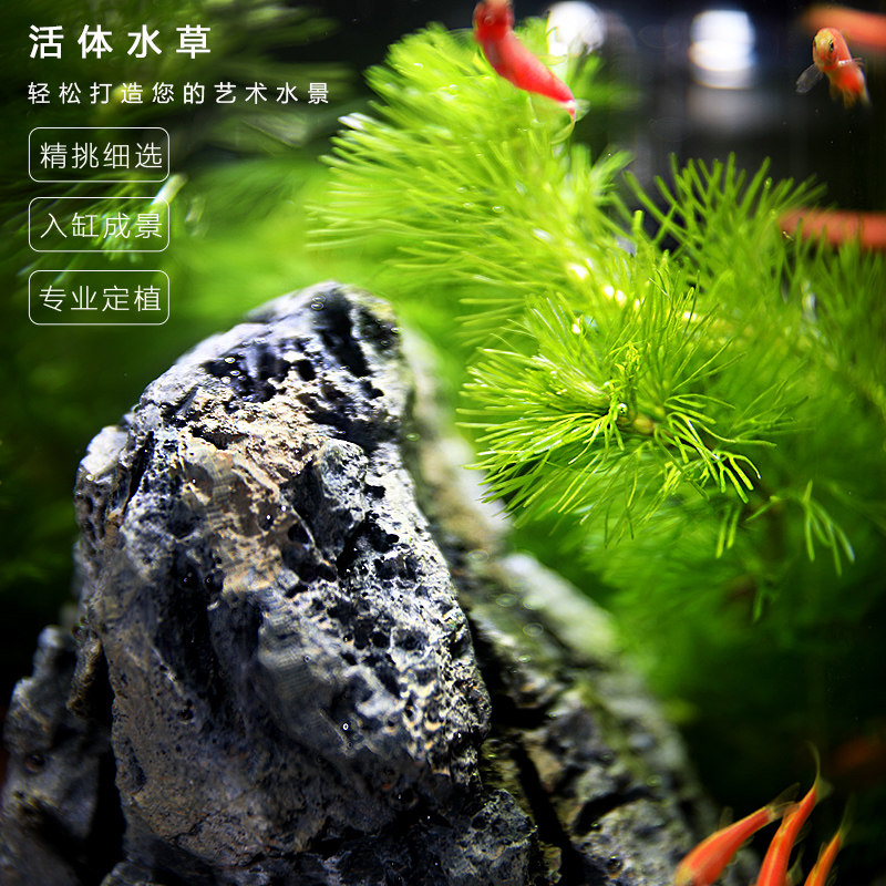 生态瓶微景观小型办公桌面鱼缸造景斗鱼玻璃缸水族客厅创意免换水
