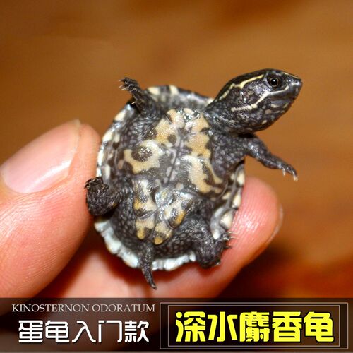麝香龟活物深水鱼缸混养龟迷你蛋龟苗小乌龟活体桌面宠物观赏水龟