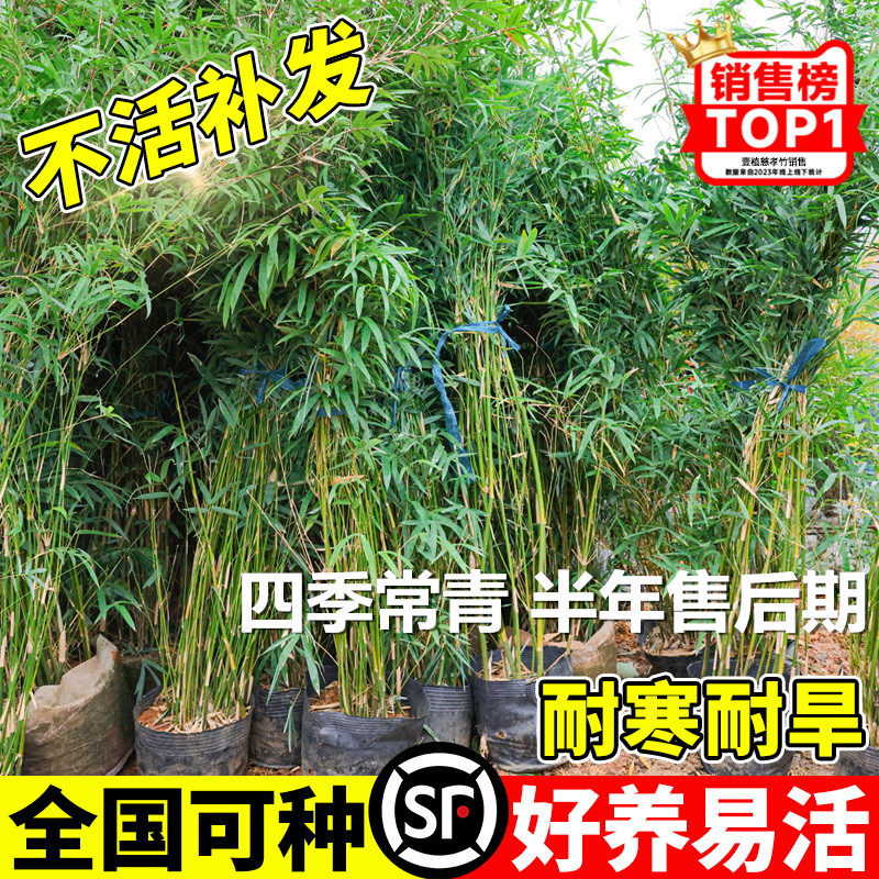 丛生慈孝竹盆栽绿植庭院室内外观赏竹子苗南北方耐寒四季常青植物 - 实物图
