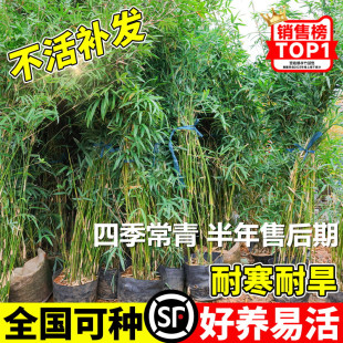 丛生慈孝竹盆栽绿植庭院室内外观赏竹子苗南北方耐寒四季常青植物