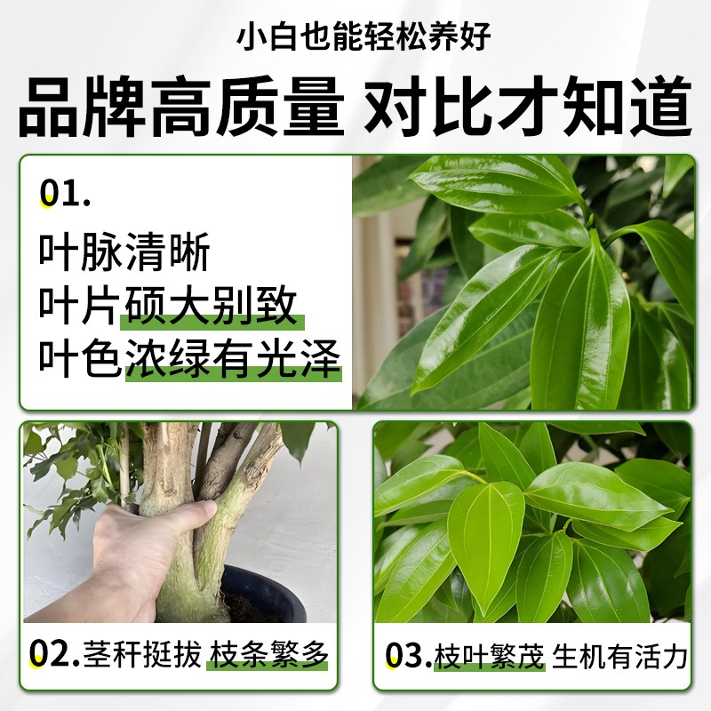 平安树客厅盆栽大型室内绿植四季好养棒棒糖平安树老桩吸甲醛植物