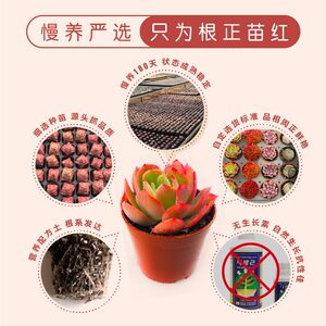 壹分皿 多肉植物组合带盆大尺寸组合盆栽套装办公桌窗台肉肉