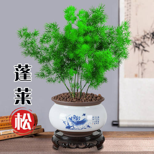 四季常青蓬莱松盆栽 室内桌面绿植小盆景 好养观叶植物 45cm株高