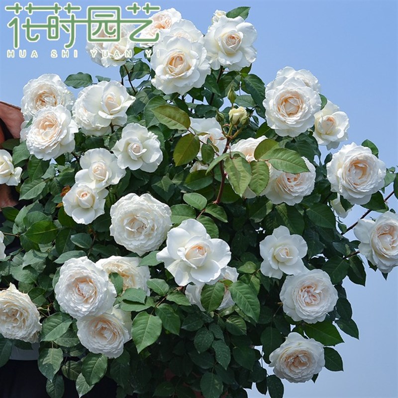 花莳园艺 4加扦插月季婚礼阳台露台地栽庭院盆栽花卉绿植多季开
