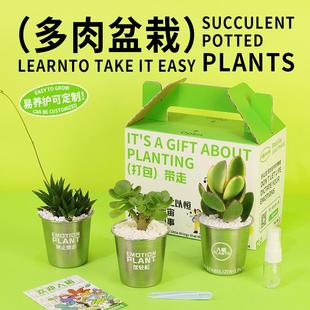入植金钱木多肉植物办公室桌面创意迷你摆件小花盆栽带盆礼物礼品