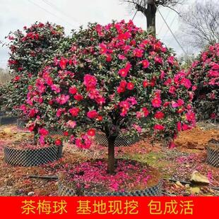 精品茶梅树苗球庭院别墅花苗四季盆栽园林绿化带小苗高杆大树工程