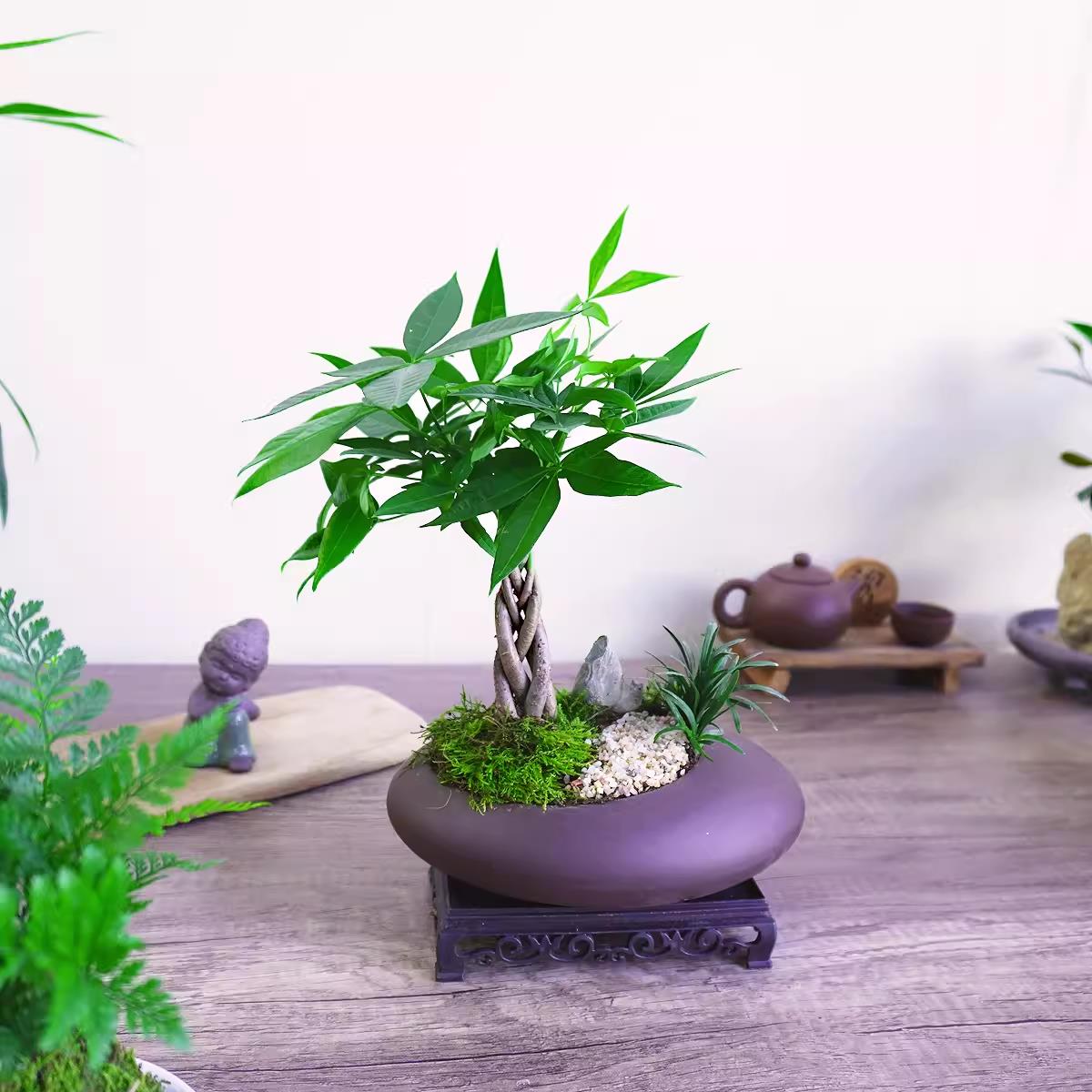 发财树小盆栽中式盆景招财室内绿植摆件好养微观植物书房茶室客厅