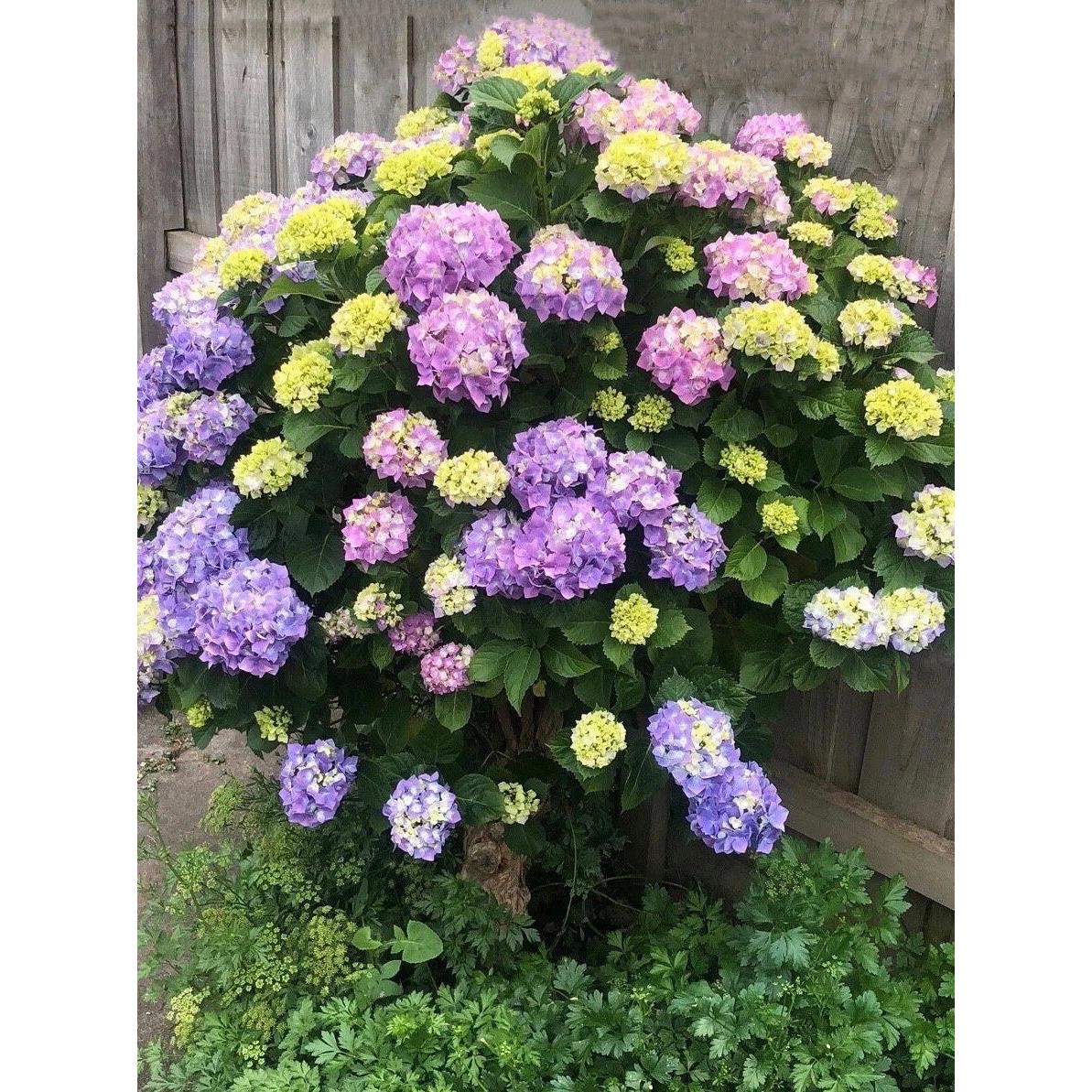 特大无尽夏绣球花苗高杆苗阳台别墅庭院地栽盆栽植物耐寒四季老桩