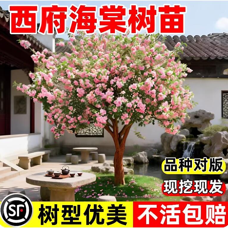 西府海棠树苗庭院地栽高杆垂丝海棠花四季开花耐寒植物南北方种植