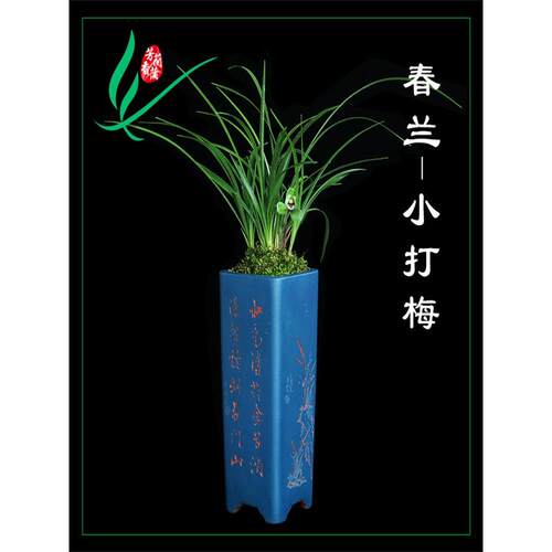 兰花苗春兰老八品种宋梅龙字集圆汪字万字贺神桂圆小打梅名贵芳香