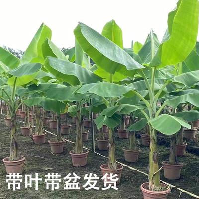 大叶芭蕉树盆栽真绿植大型观赏植物室外落地盆景绿植四季常春好养