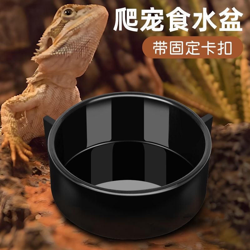 爬宠蛇守宫蜥蜴角蛙甲虫昆虫爬虫