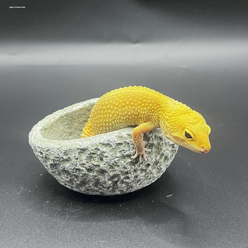 爬宠防逃逸食盆角蛙造景盆寄居蟹