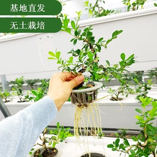 常青罗汉松 水培瓜子黄杨盆景室内造型树桌面老桩盆栽水养植物四季