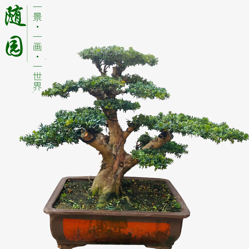 随园官方店珍珠红芽罗汉松
