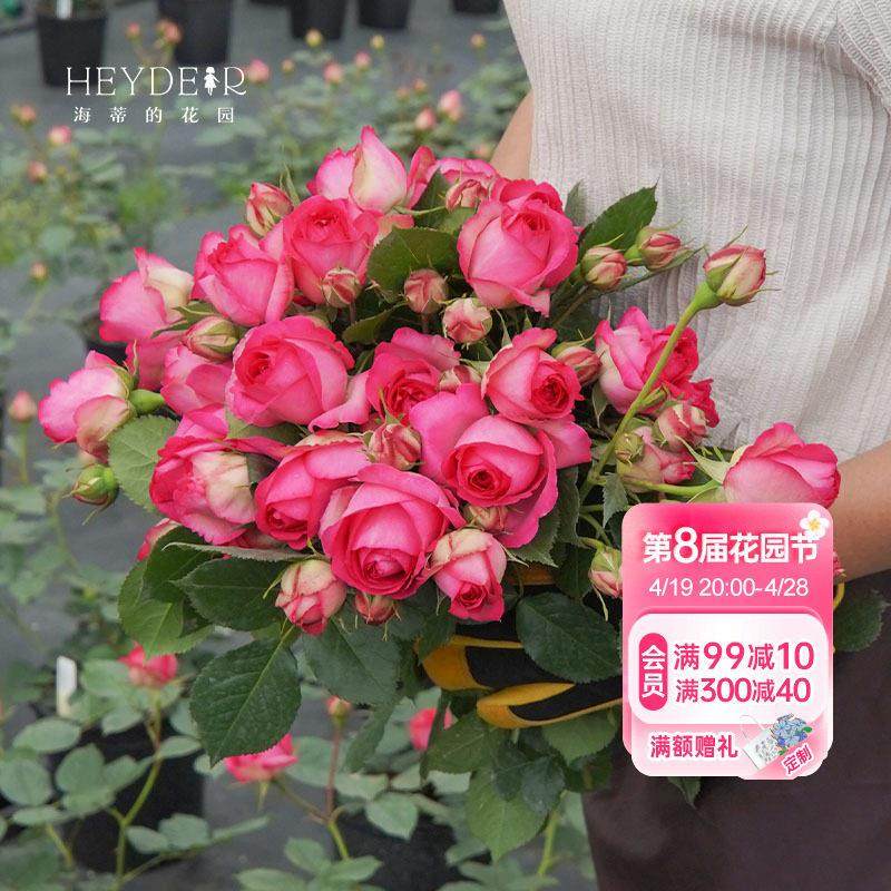 海蒂的花园深粉龙沙宝石爬藤月季拱门花墙植物阳台庭院花卉盆栽苗,鲜花速递/花卉仿真/绿植园艺,月季/蔷薇/玫瑰,淘宝优惠券,粉丝福利购,淘宝优惠卷