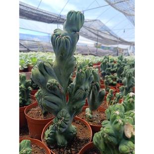 稀有紫云罗汉山影仙人掌盆栽办公室内阳台防辐射绿植包邮