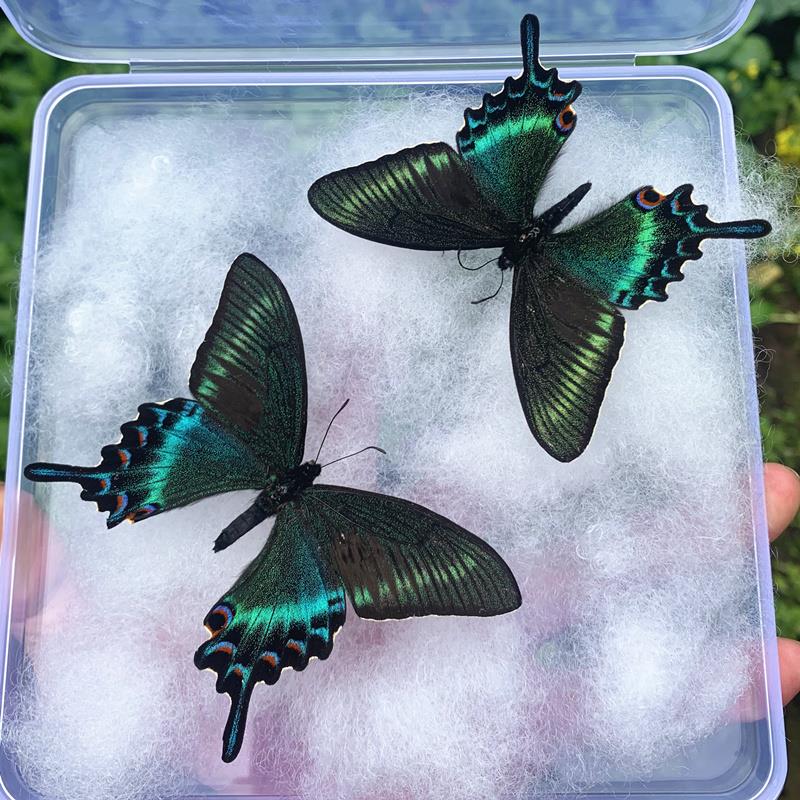 2只蝴蝶标本真蝴蝶展翅学生观察昆虫标本摆件手工创意盒装礼物