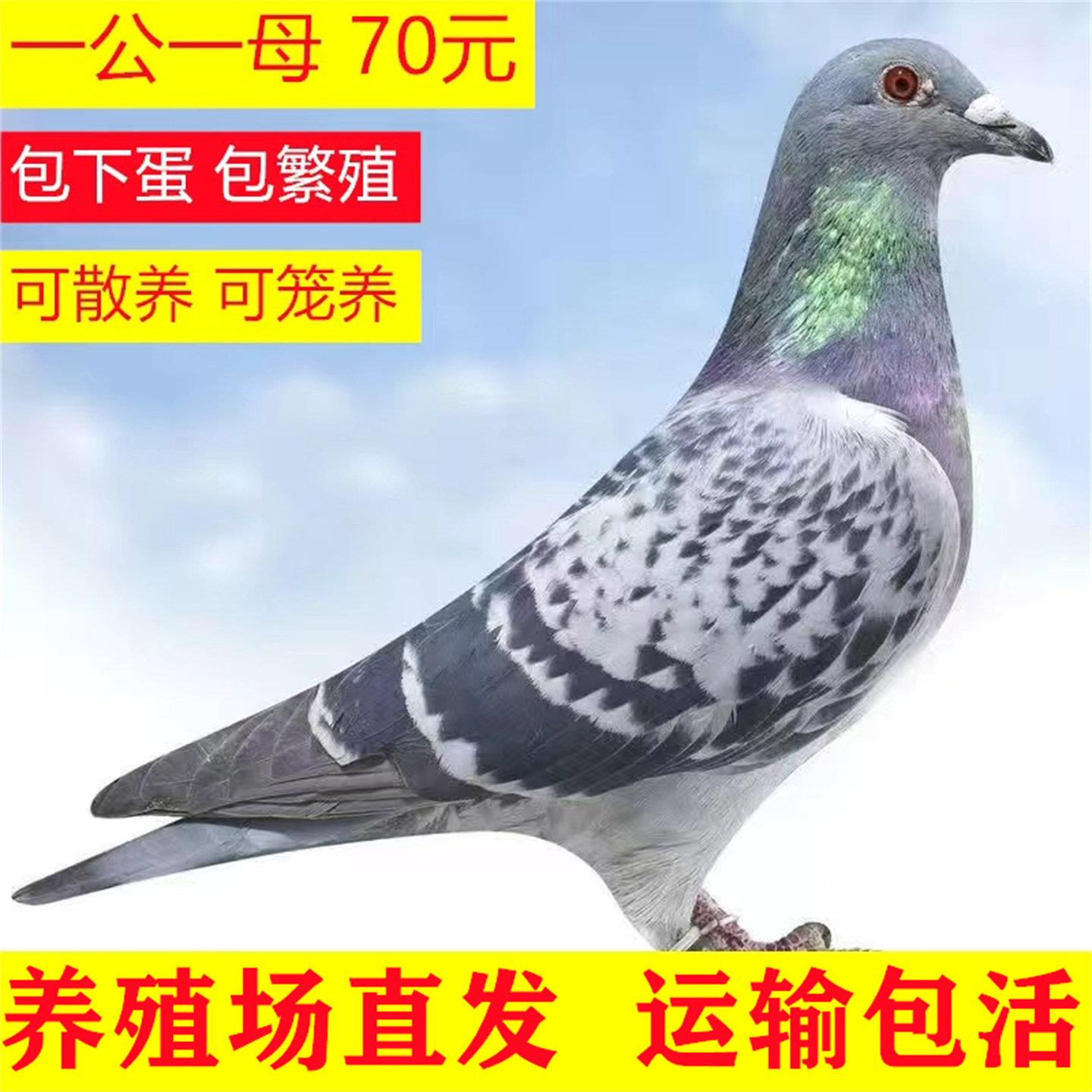 雨点鸽子活成绩鸽信鸽赛鸽鸽子原配种鸽小鸽活体幼鸽血统鸽子一对