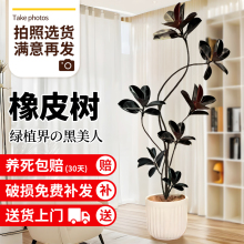 黑金刚橡皮树客厅盆栽办公室内造型落地大型真绿植四季好养活植物