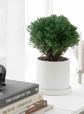 【放青松】室内办公室雾松小盆栽室内花雾凇植物室内办公室盆栽