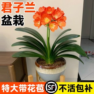 君子兰盆栽带花苞名贵兰花苗客厅精品国宝级高端花卉绿植物好养活