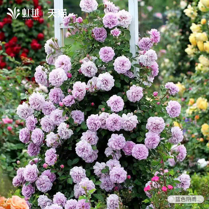 蓝色阴雨藤本月季花苗盆栽爬藤月季四季开花大苗特大花浓香灌木苗,鲜花速递/花卉仿真/绿植园艺,月季/蔷薇/玫瑰,淘宝优惠券,粉丝福利购,淘宝优惠卷