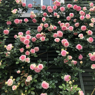 特大花浓香藤本月季 蔷薇花苗爬藤四季 庭院耐寒植物阳台爬墙木香花